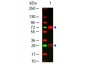 Anti-Chicken IgG (H&L)  Secondary Antibody